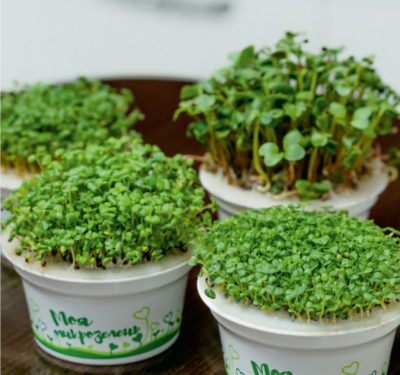 Набор для выращивания микрозелени: РЕДИС, изображение 4