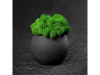 Кашпо бетонное со мхом (сфера-антарцит мох зеленый) — 4500600_2, изображение 3
